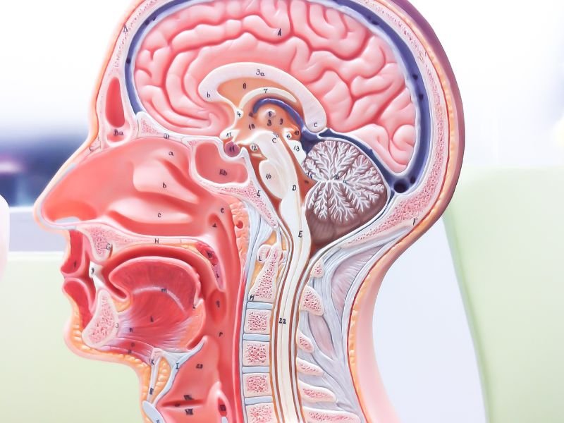 Especialista em Neurocirurgia em Sao Paulo
