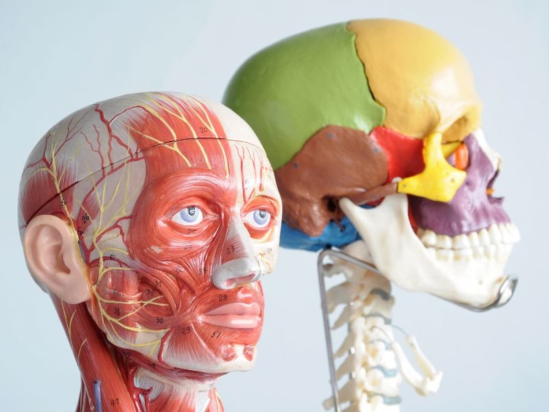 Tratamento da Patologias Cranianas em Sao Paulo